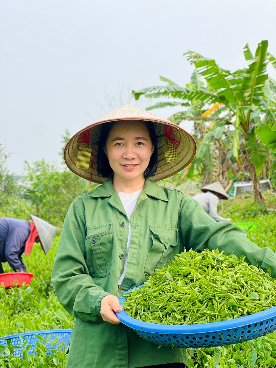 Nguyễn Anh tại đồi chè
