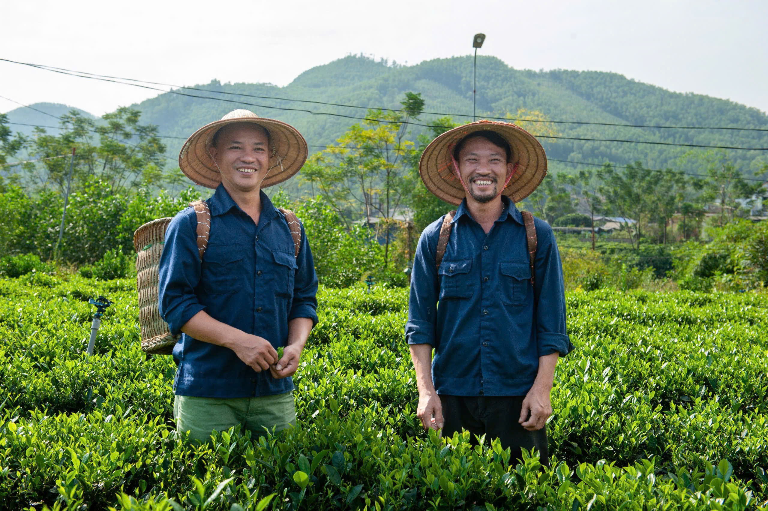 Đồi chè