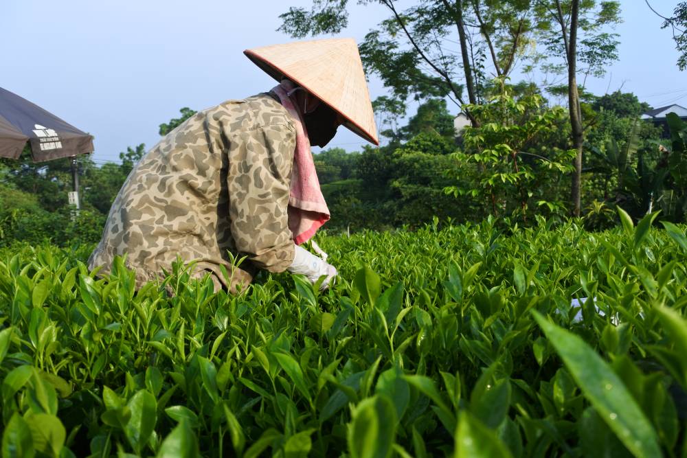 Lịch sử hình thành của vùng đất mệnh danh "Đệ nhất danh trà" - Thái Nguyên